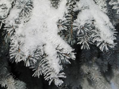 snow on a branch