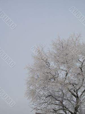 snow on a tree and sky