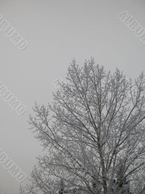 snow on a tree and sky