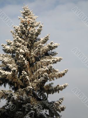 snow on a tree and sky