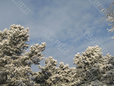 snow on a tree and sky
