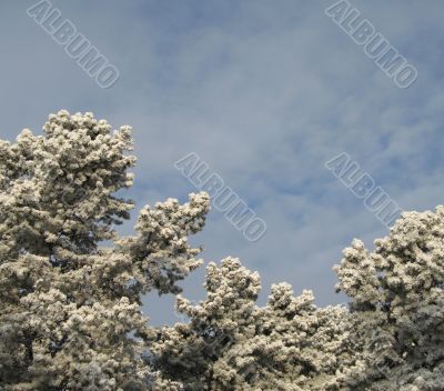 snow on a tree and sky