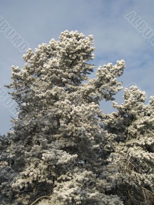 snow on a tree and sky