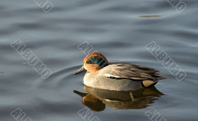 Small swiming duck