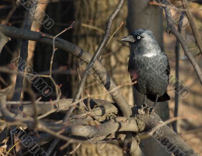 Black rook in branches