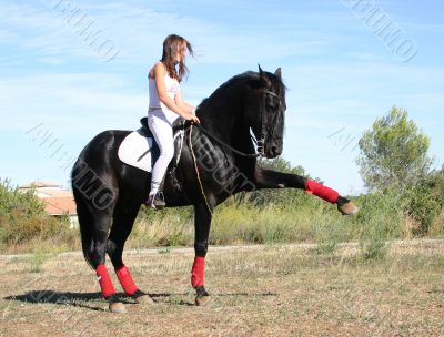 dressage