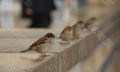 sparrow
