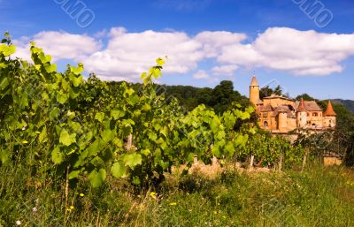 Vineyards in Beaujolais