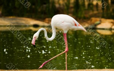 Flamingo