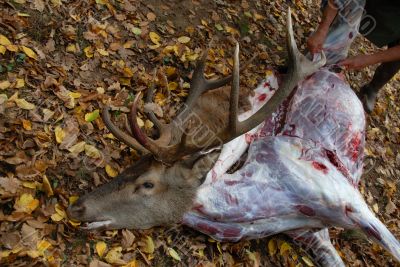 roe deer and butcher