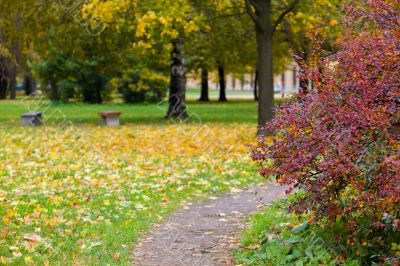 Autumn park