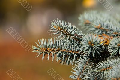 Blue spruce branch
