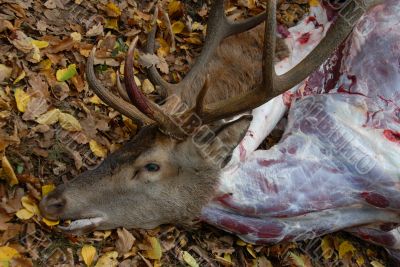 roe deer dead