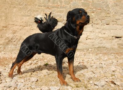 rottweiler and miniature rooster