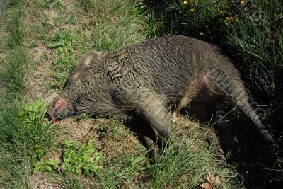 dead boar