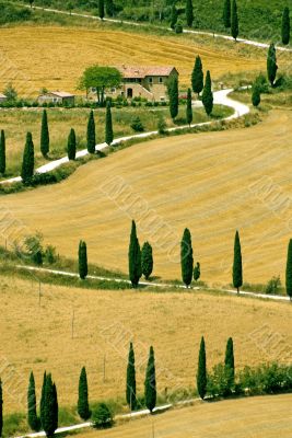 Famous winding road with cypresses in Tuscany