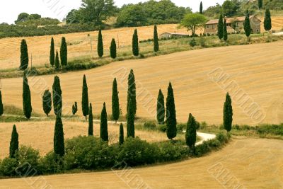 Famous winding road with cypresses in Tuscany