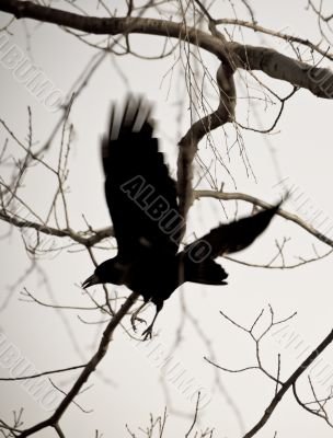 Magical raven