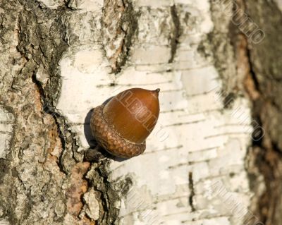 Acorn on the birch