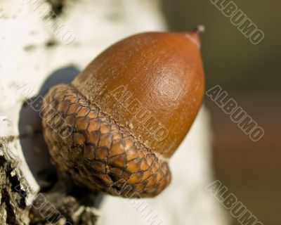 Acorn on the birch