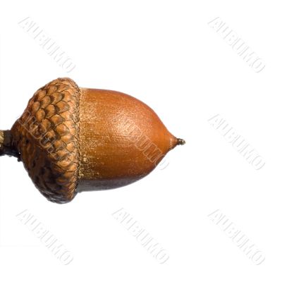 Acorn macro view