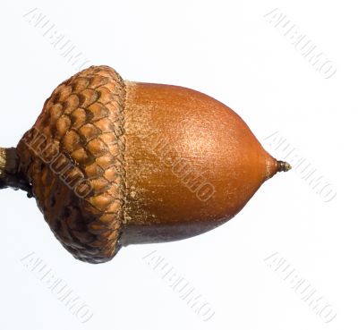 Acorn macro view