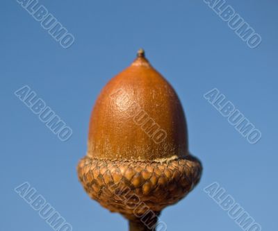 Acorn on the sky background