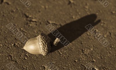 Acorn on the road