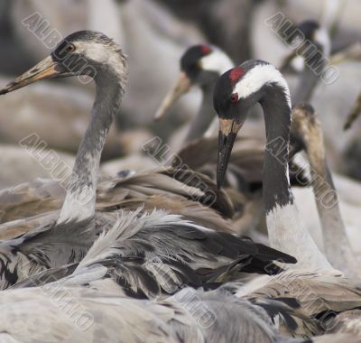 Migrate of birds