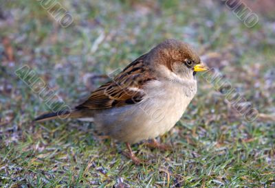 Sparrow