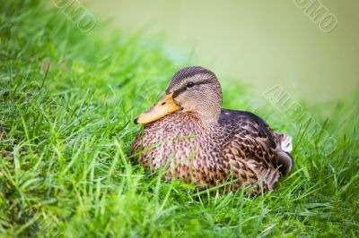 Duck in grass