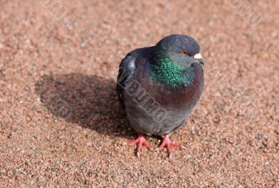 Pigeon on gravel