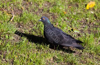 Black pigeon