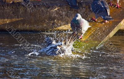 pigeon in a pond