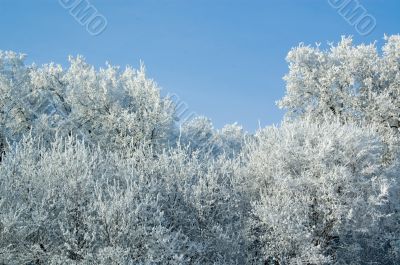 Trees mantled with rime frost and bushes