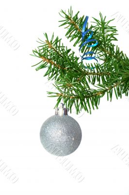 Fir tree branch with silver ball on a white background.