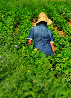 Female worker in farm