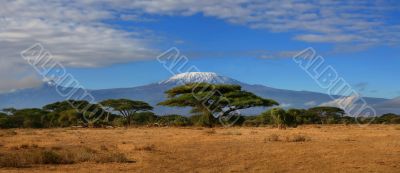 Kilimanjaro Wide