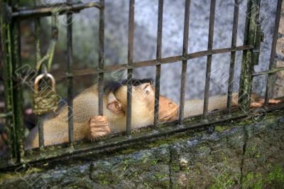 Monkey in a cage