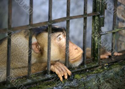 Monkey in a cage Monkey in a cage