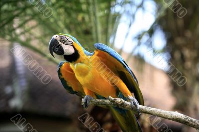 Parrot on a branch