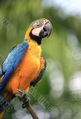 Parrot on a branch