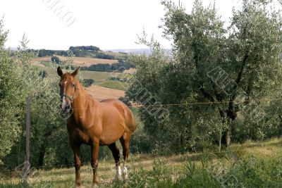 Brown horse and olive trees