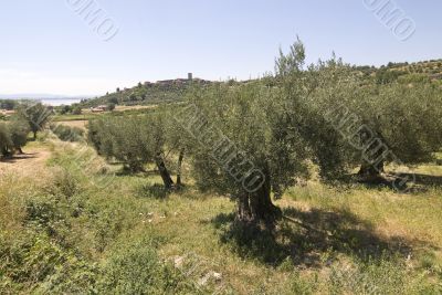 Trasimeno Lake (Umbria) and olive trees