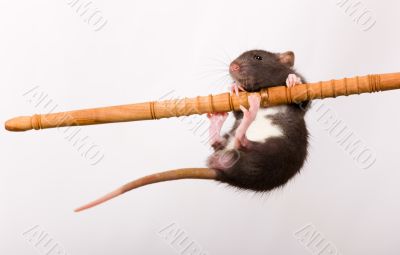 The small athlete having a tail