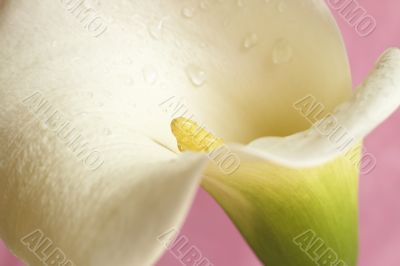 Beautiful calla lilly on pink