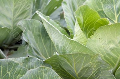 Cabbage leaves