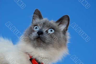 Grey Cat With Red Collar