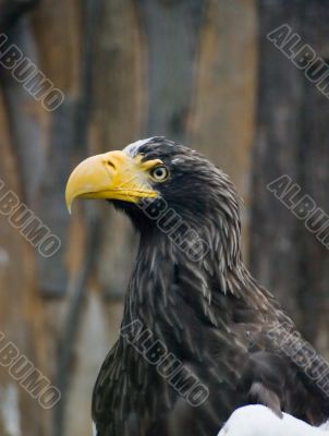 Big eagle with yellow beak in Prague zoo Big eagle with yellow beak in Prague zoo