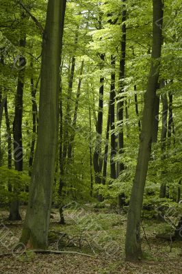 french oak and beech forest